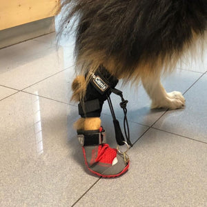 Dog Boot