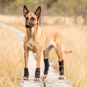 Dog Hock Braces (Pair)