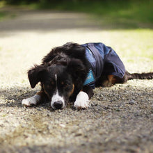 Load image into Gallery viewer, Cool On Track Dog Rug