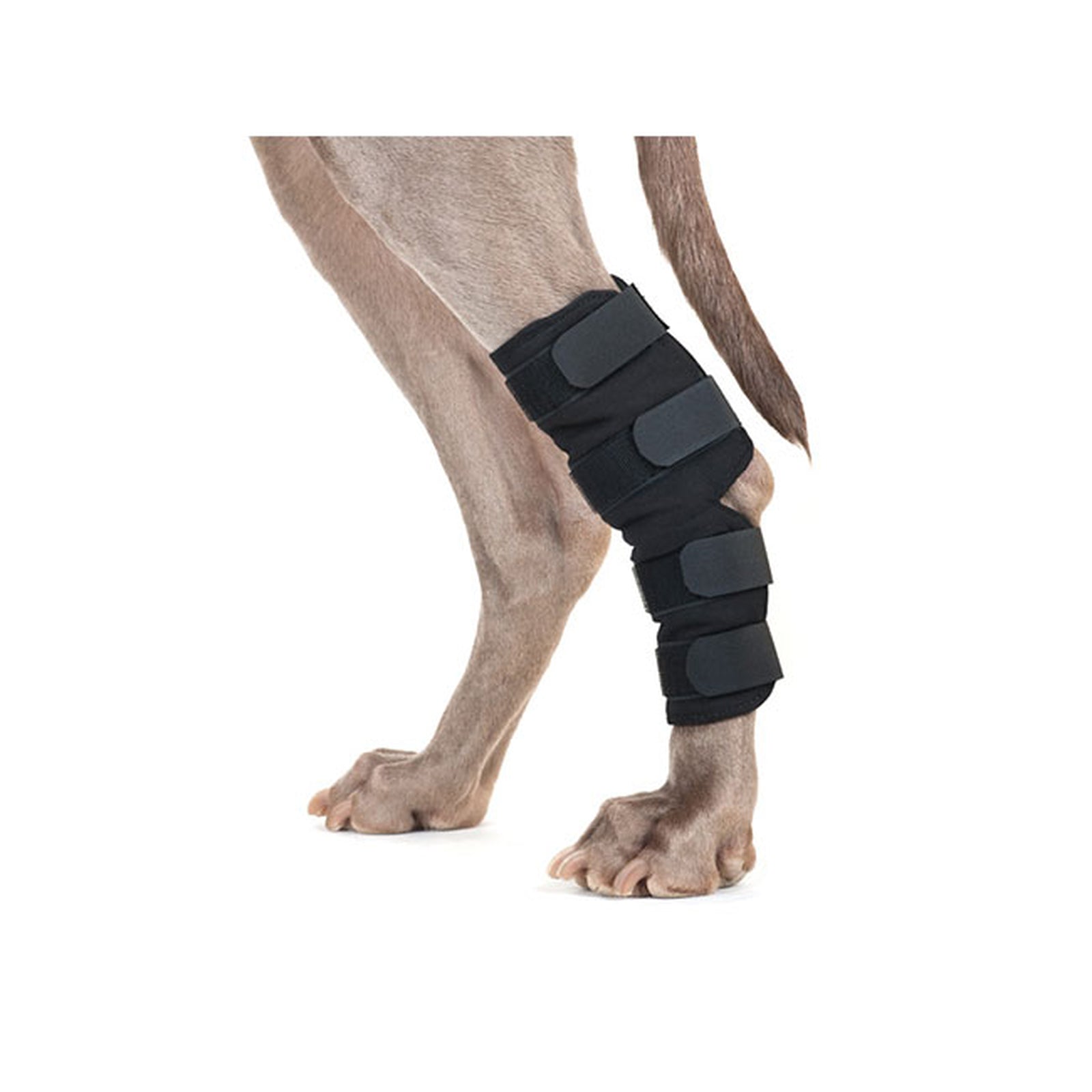 Dog Hock Braces (Pair)1