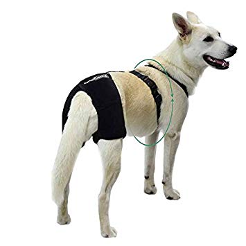 OrtoCanis Hip Dysplasia brace