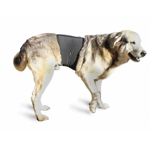 Dog Back Brace